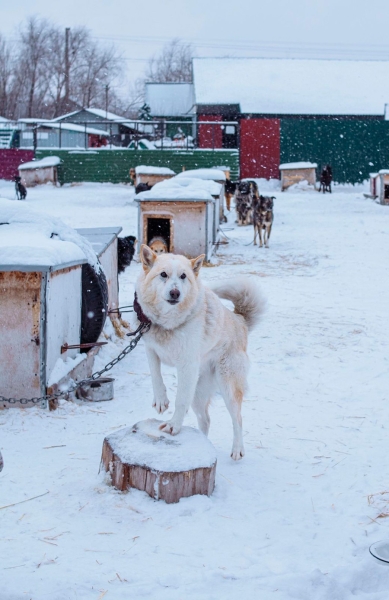 «По собачьему закону»: как работает система отлова бездомных животных