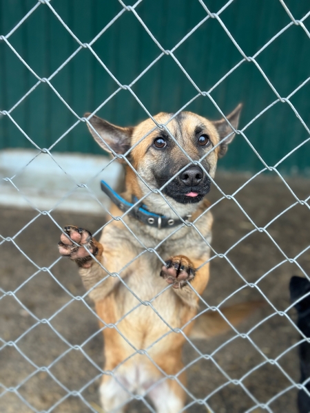 «По собачьему закону»: как работает система отлова бездомных животных