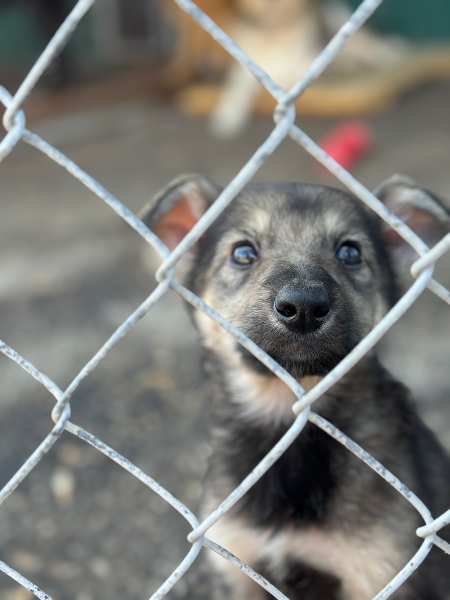 «По собачьему закону»: как работает система отлова бездомных животных