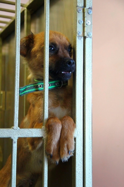 «По собачьему закону»: как работает система отлова бездомных животных