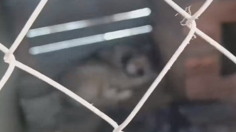 «По собачьему закону»: как работает система отлова бездомных животных