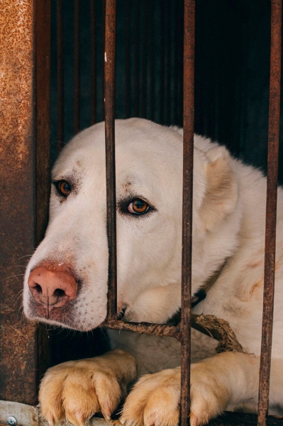 «По собачьему закону»: как работает система отлова бездомных животных