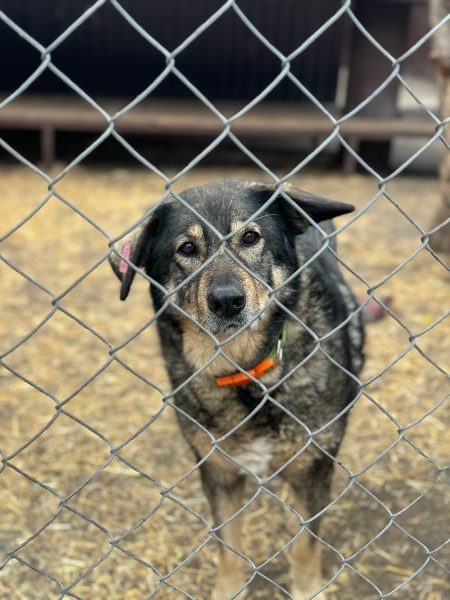 «По собачьему закону»: как работает система отлова бездомных животных