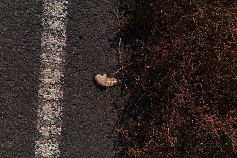 Под Белгородом перекрыли часть дорог из-за «лепестков»