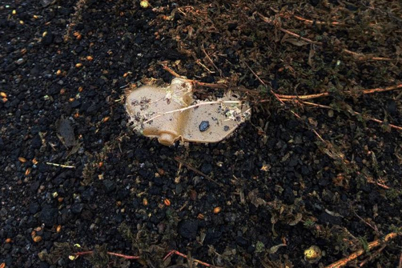 Под Белгородом перекрыли часть дорог из-за «лепестков»