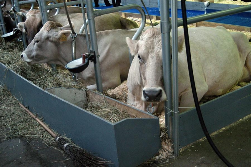 Погибшие и брошенные стада, угнанная техника: как живут курские