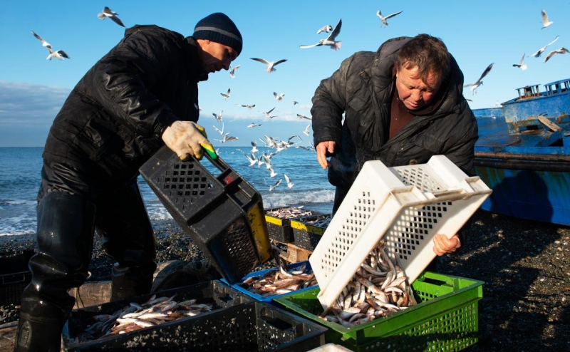«Покупатели постоянно нюхают хамсу»: безопасна ли рыба из Черного моря