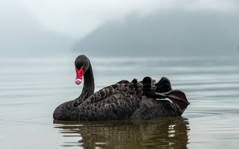 Politico назвал эпидемию и альянс Трампа с Си «черными лебедями»