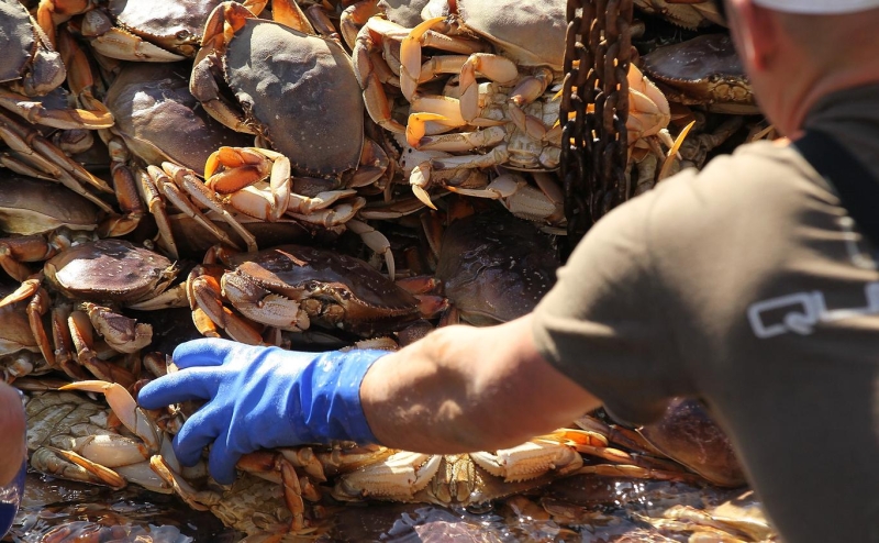 Поставки краба на рынок России выросли за год на 20%