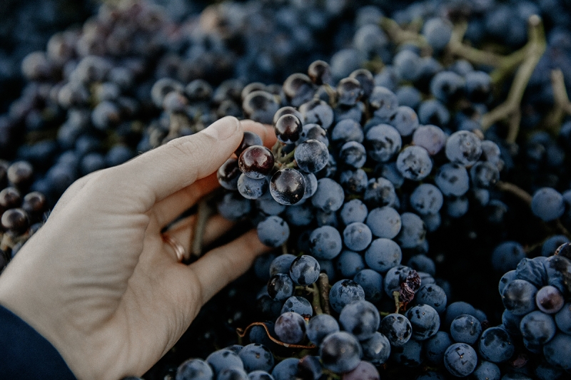 Прагматичный набор: почему на полках в 2026 году будет меньше алкоголя