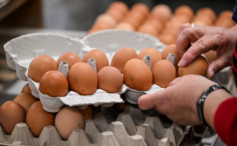 Правительство обнулит ввозную пошлину на яйца