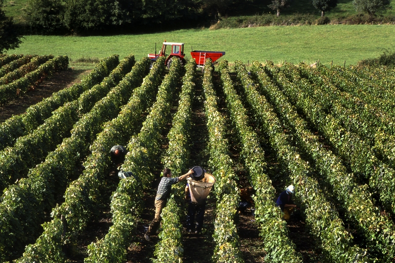 Производитель салатов «Белая дача» начнет выпускать российское
