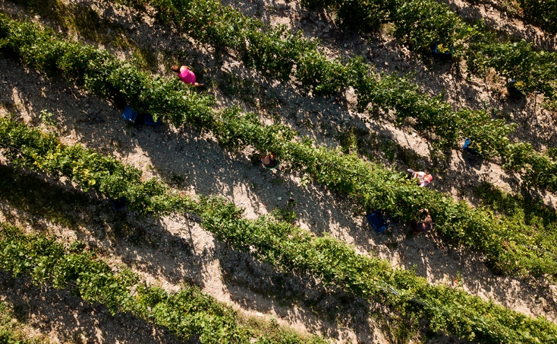 Производитель салатов «Белая дача» начнет выпускать российское