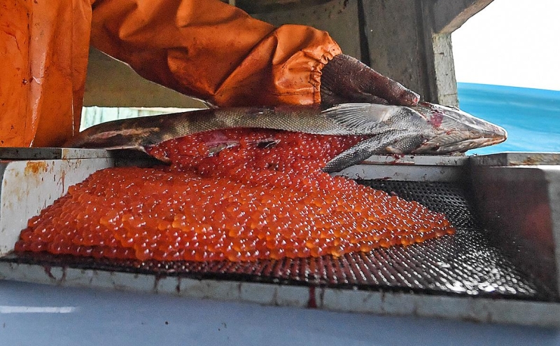 Производство красной икры в России достигло максимума с 2010 года