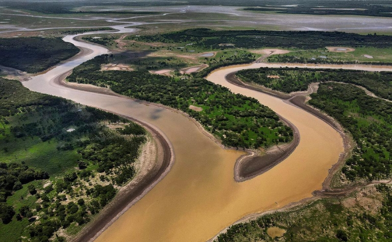 Рекордная температура воды привела к массовой гибели дельфинов в