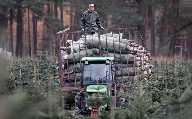 Ретейлеры рассказали о подорожании новогодних елок