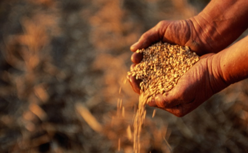 Reuters узнал об аннулировании Каиром сделок по зерну с Украины