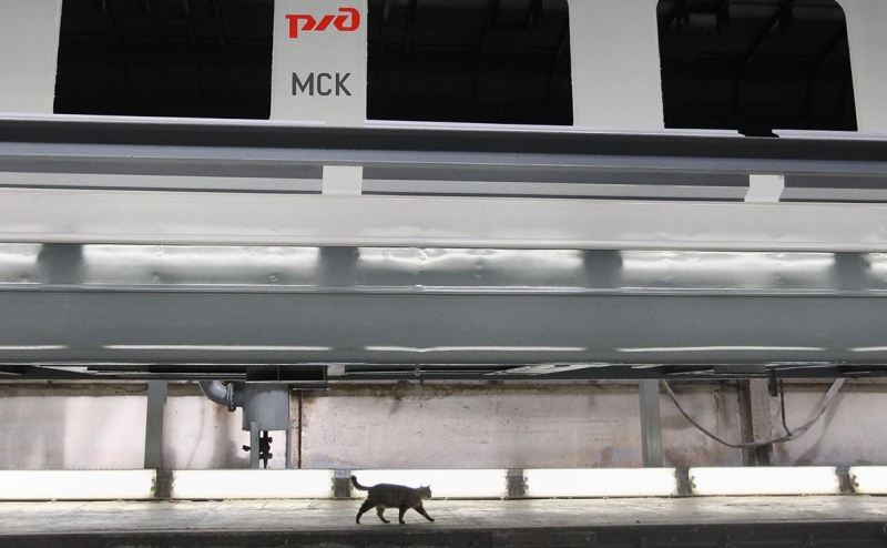 «РИА Новости» сообщило о деле на проводницу из-за гибели кота Твикса