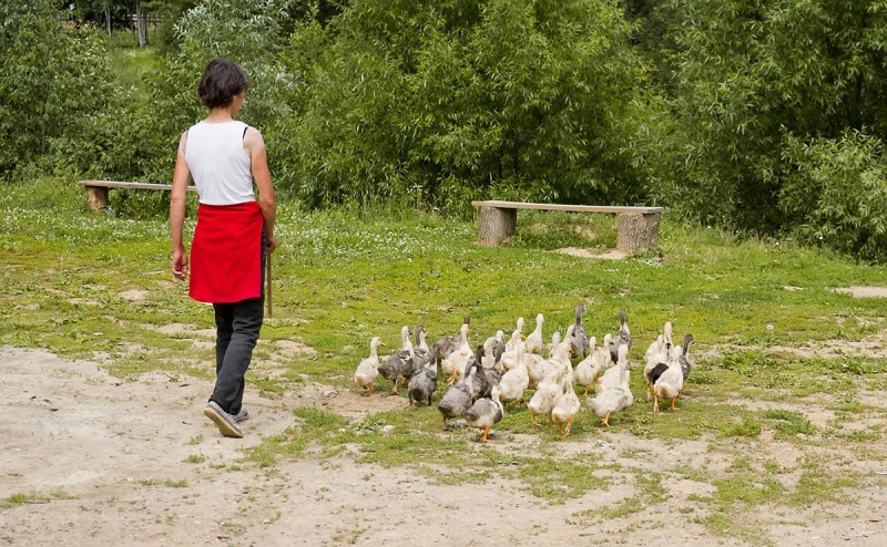 Роспотребнадзор не увидел риска для москвичей из-за птичьего гриппа