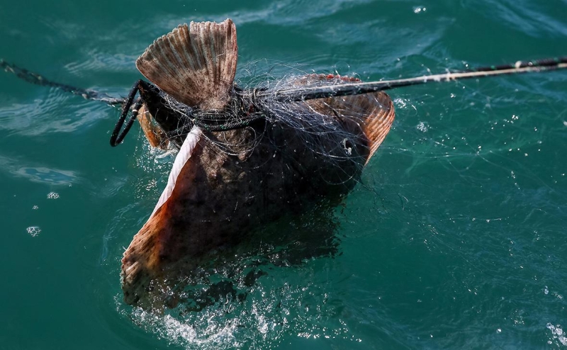 Роспотребнадзор оценил качество рыбы в Черном море из-за мазута