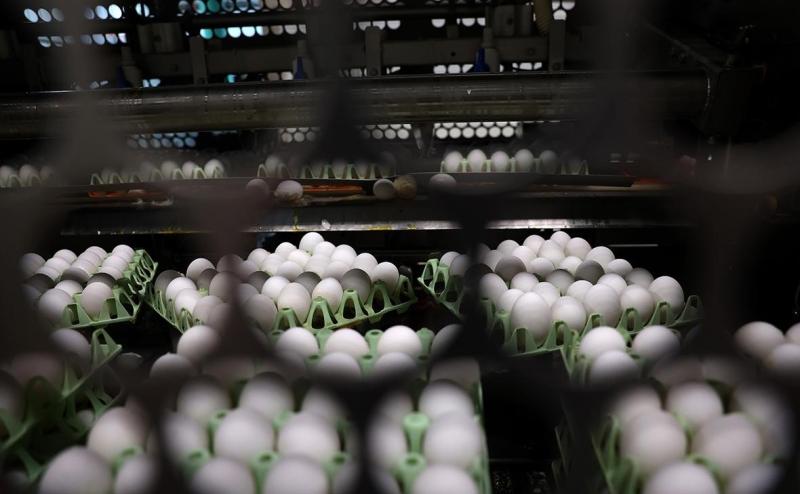 Росптицесоюз пожаловался на снижение закупочных цен на яйца