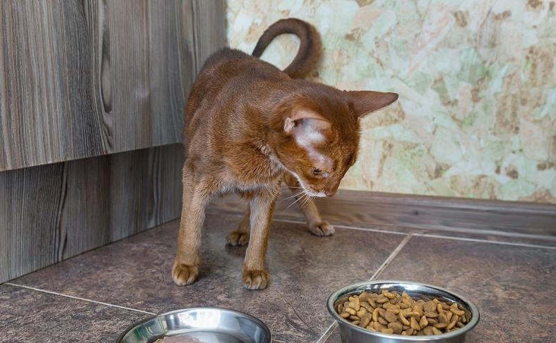 Россельхознадзор объяснил снижение импорта кормов фразой