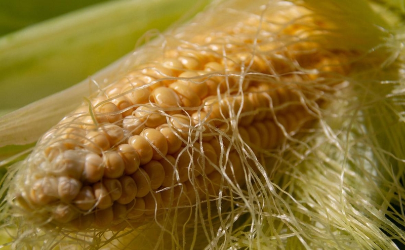 Россельхознадзор запретил ввоз племенных свиней из-за ящура в Германии