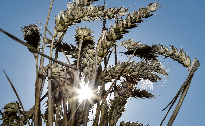 Россия и Турция подписали соглашение об экспорте зерна с Украины
