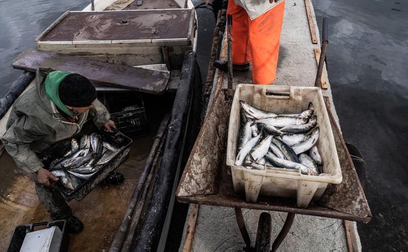 Россияне начали переходить с рыбных консервов на пресервы