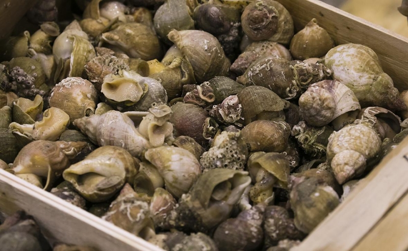 Россияне стали снимать стресс гребешками и кальмарами