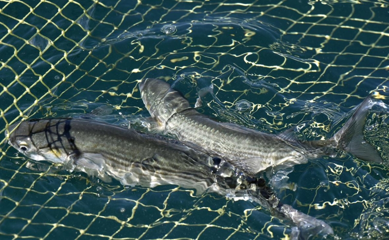 Рыбопромышленники сообщили о восстановлении промысла в Черном море