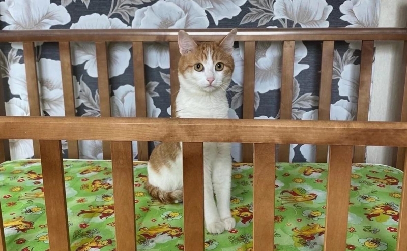 РЖД изменят правила перевозки животных после гибели кота Твикса