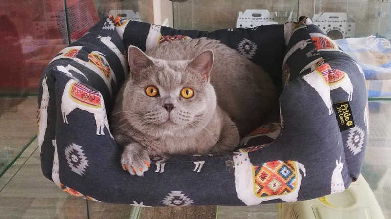 Сервисы по подбору специалистов зафиксировали дефицит нянь в России