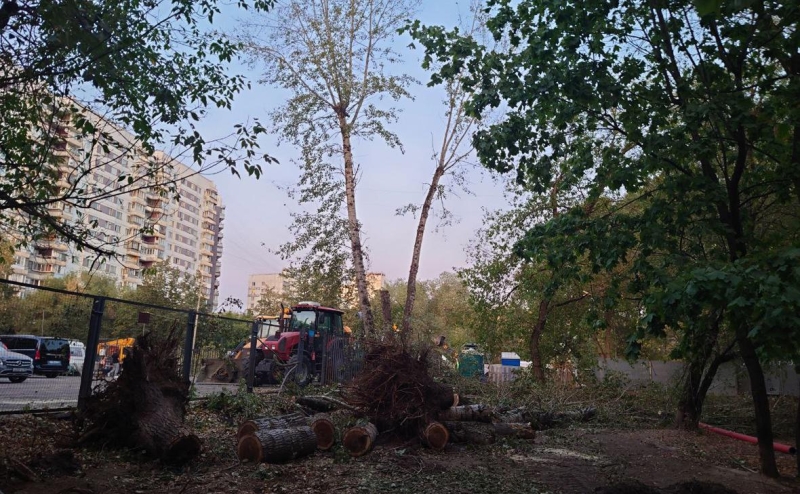 СК начал проверку из-за вырубки деревьев на северо-западе Москвы