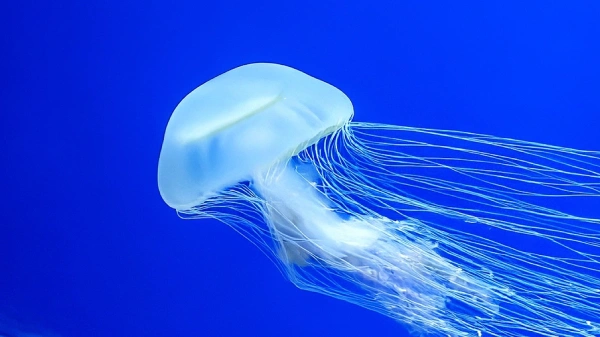 Собянин сообщил об отражении атаки четвертого за ночь дрона