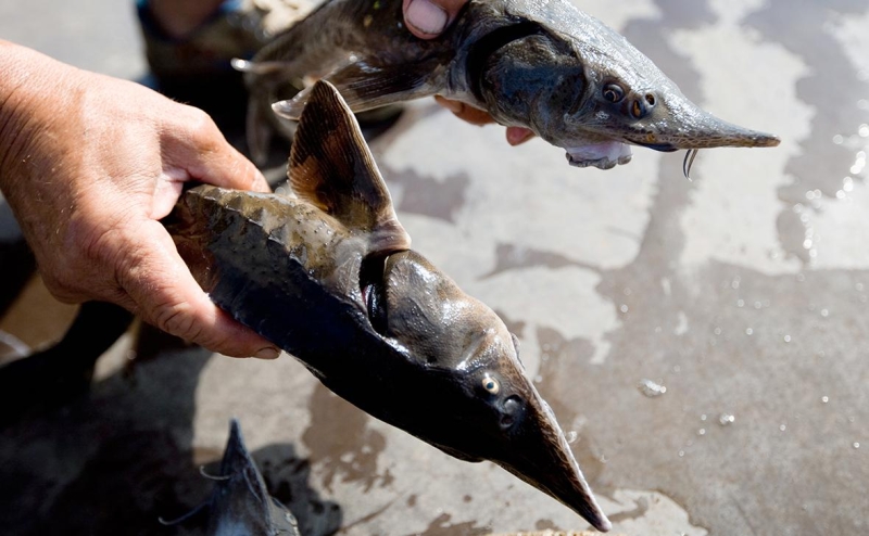 Спрос на черную икру в России вырос почти на 10%