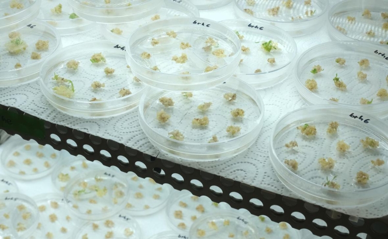 США одобрили терапию на основе «генетических ножниц»