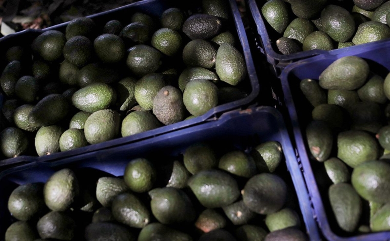 Тарифы Трампа ударят по поставкам в США авокадо, перца и автомобилей