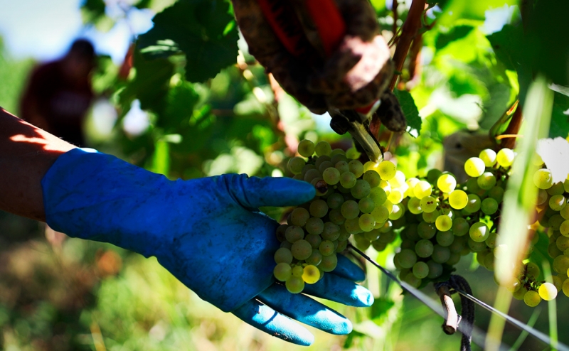 Тезка главы Трансмашхолдинга вложился в винный проект под Геленджиком