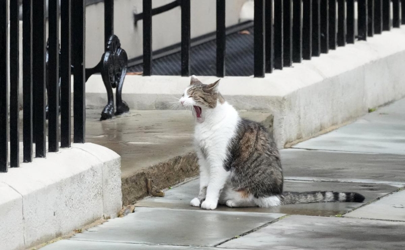 Times узнала о подготовке плана на случай смерти кота Ларри