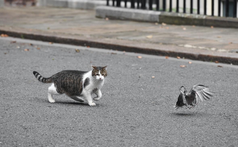 Times узнала о подготовке плана на случай смерти кота Ларри