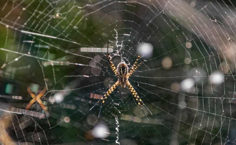 Трамп раскритиковал Байдена за то, что он не давал Киеву отвечать