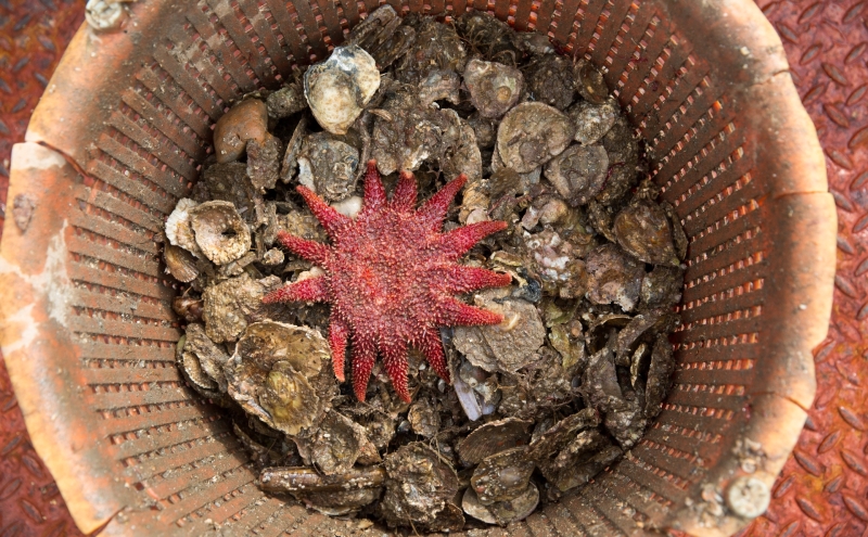 У россиян начал расти спрос на деликатесных трубачей