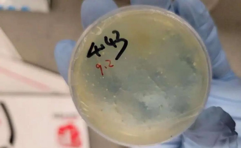 Ученую Ксению Петрову в США отпустили под залог