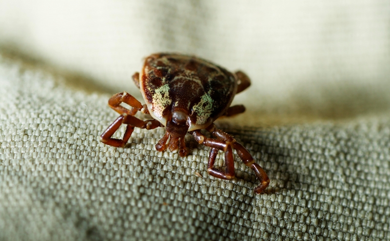 Ученые оценили опасность штамма конго-крымской геморрагической лихорадки