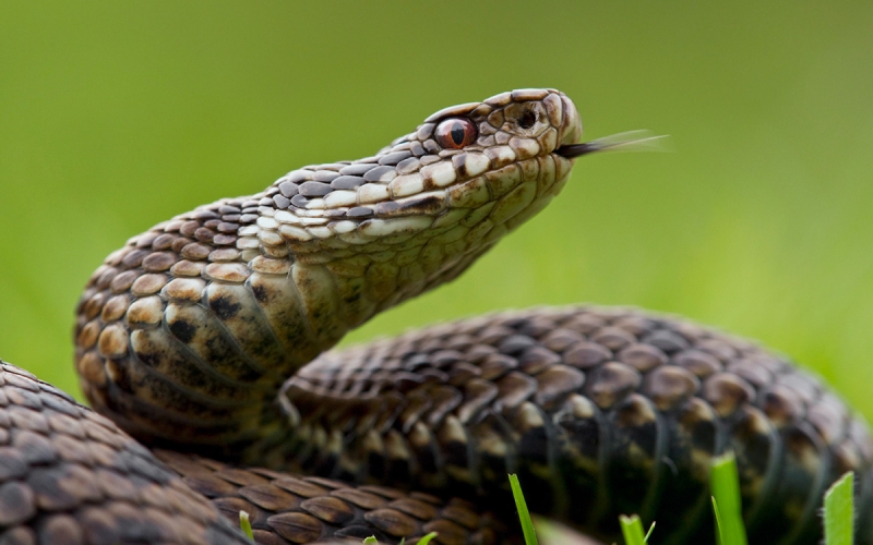 Ученые оценили сообщение об эффективности яда гадюк против COVID-19