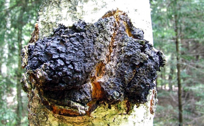 Ученые оценили сообщение об эффективности яда гадюк против COVID-19