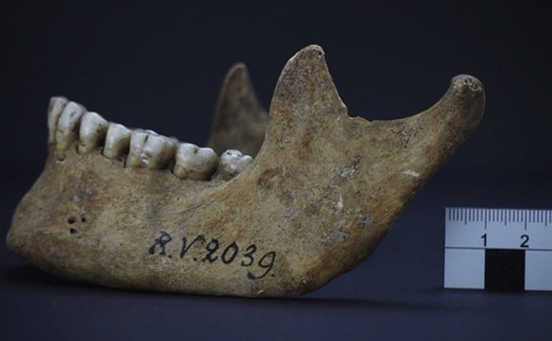 Ученые установили самого древнего предка коронавируса