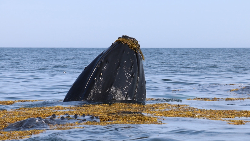 Ученые выяснили, как поют горбатые киты