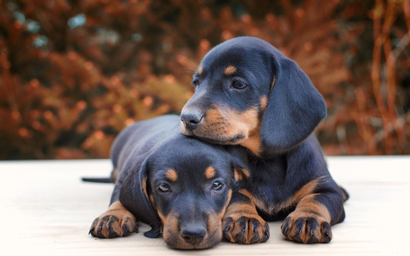 Умер автор эксперимента с клонированием овечки Долли